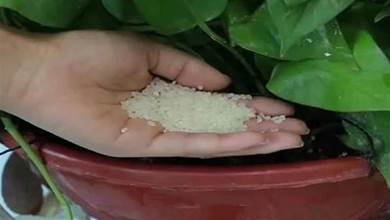 花盆中撒一把大米，用途真是厲害，好多人不懂有啥用，輕鬆省下好幾百