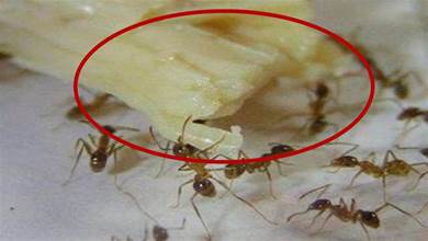 家裡有螞蟻不用開水燙，家裡撒一把，螞蟻隔天就搬家，看完試一試