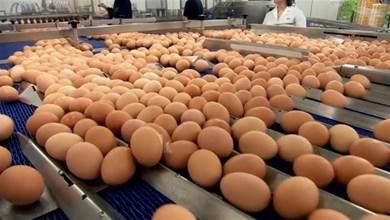 超市的雞蛋不是母雞下的？實拍工廠生產雞蛋全過程,看完漲知識了