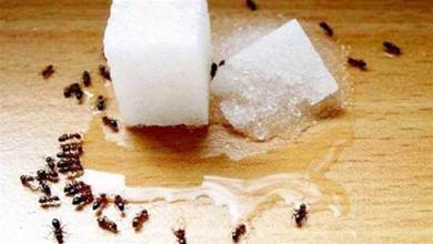 家裡有螞蟻別用開水燙，教你簡單妙招，螞蟻通通滅光光，安全又環保，抓緊試試