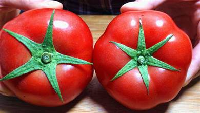 買番茄，選「5葉」還是「6葉」的？菜農：口感差別大，別再亂買了