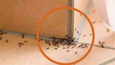 家裡有螞蟻不用開水燙，家裡撒一把，螞蟻不敢來你家，儘早試試